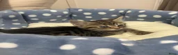 Mixed Breed cats for sale: Beautiful tabby male kitten with blue eyes  - Advert 5