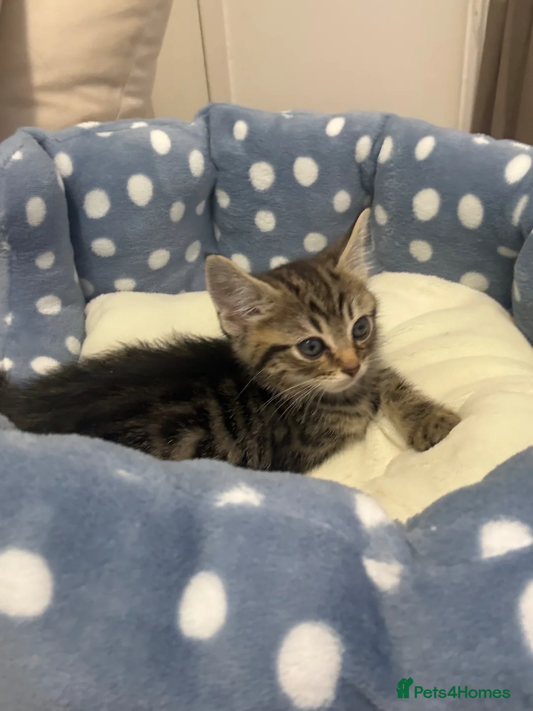 Mixed Breed cats for sale: Beautiful tabby male kitten with blue eyes  - Advert 5