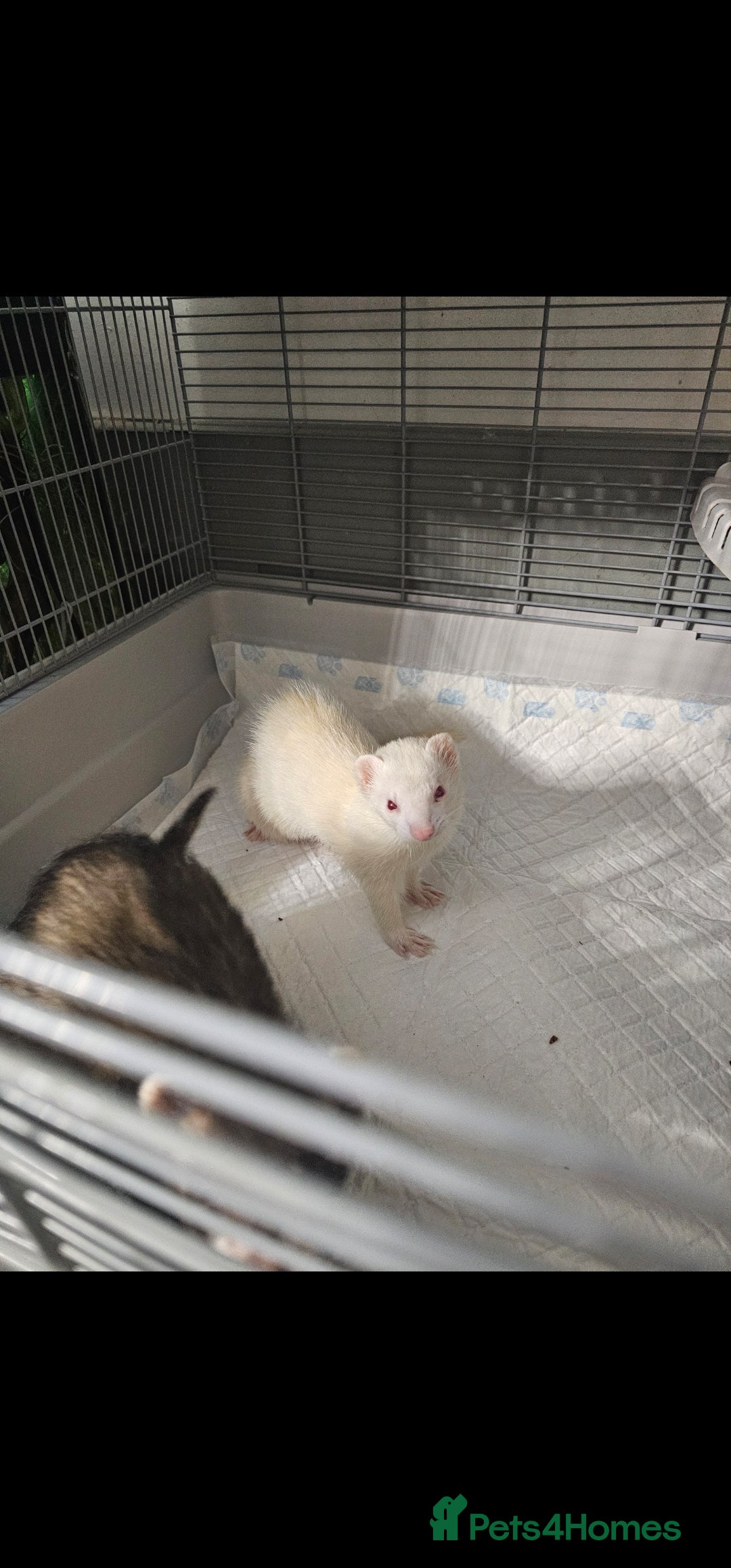 Ferret rodents for sale: 2 x Gill ferrets  - Advert 3