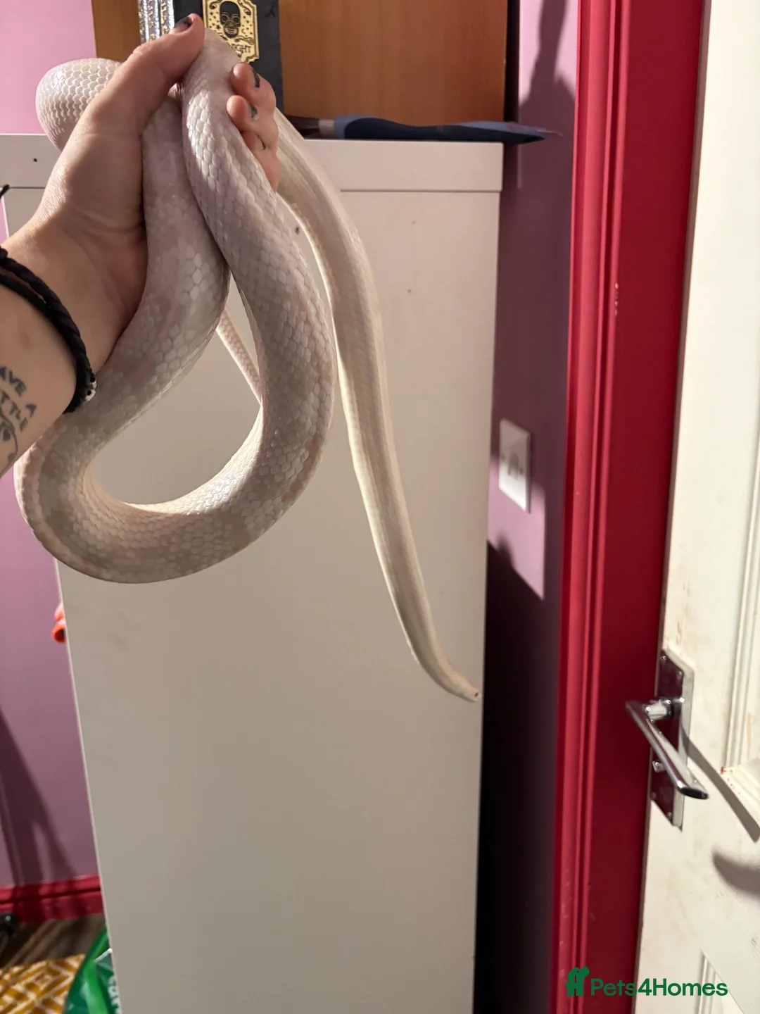 Corn Snake reptiles for sale: Male and female corn snakes  - Advert 2