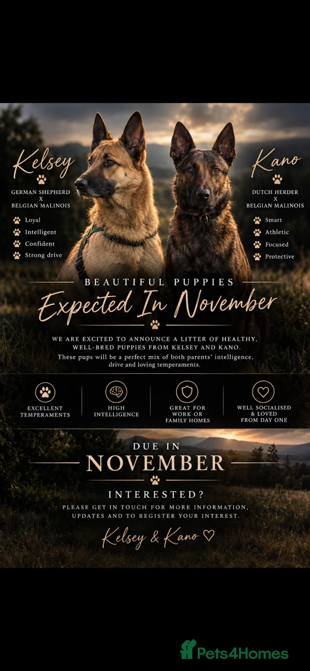 Mixed Breed dogs for sale: Kelsey & Kano litter due early November Darlington in Darlington - Advert 1
