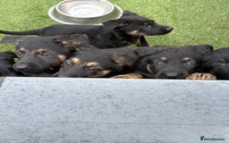 German Shepherd dogs for sale: German shepherd puppies  - Image 10