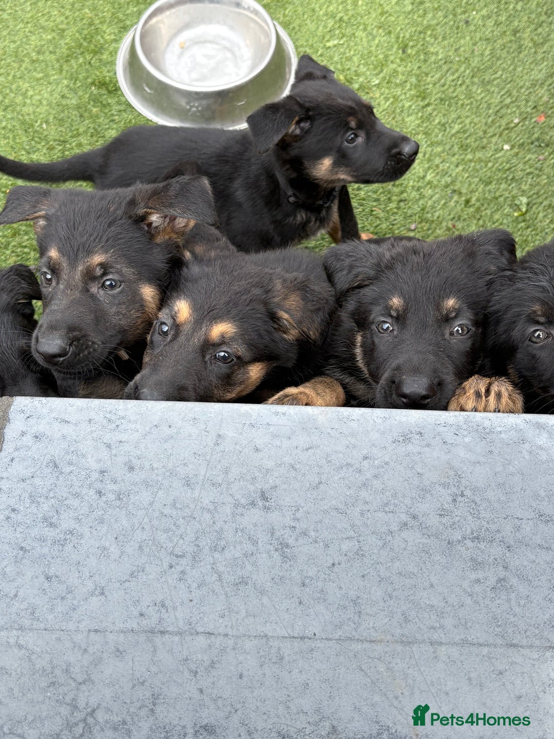 German Shepherd dogs for sale: German shepherd puppies  - Image 10