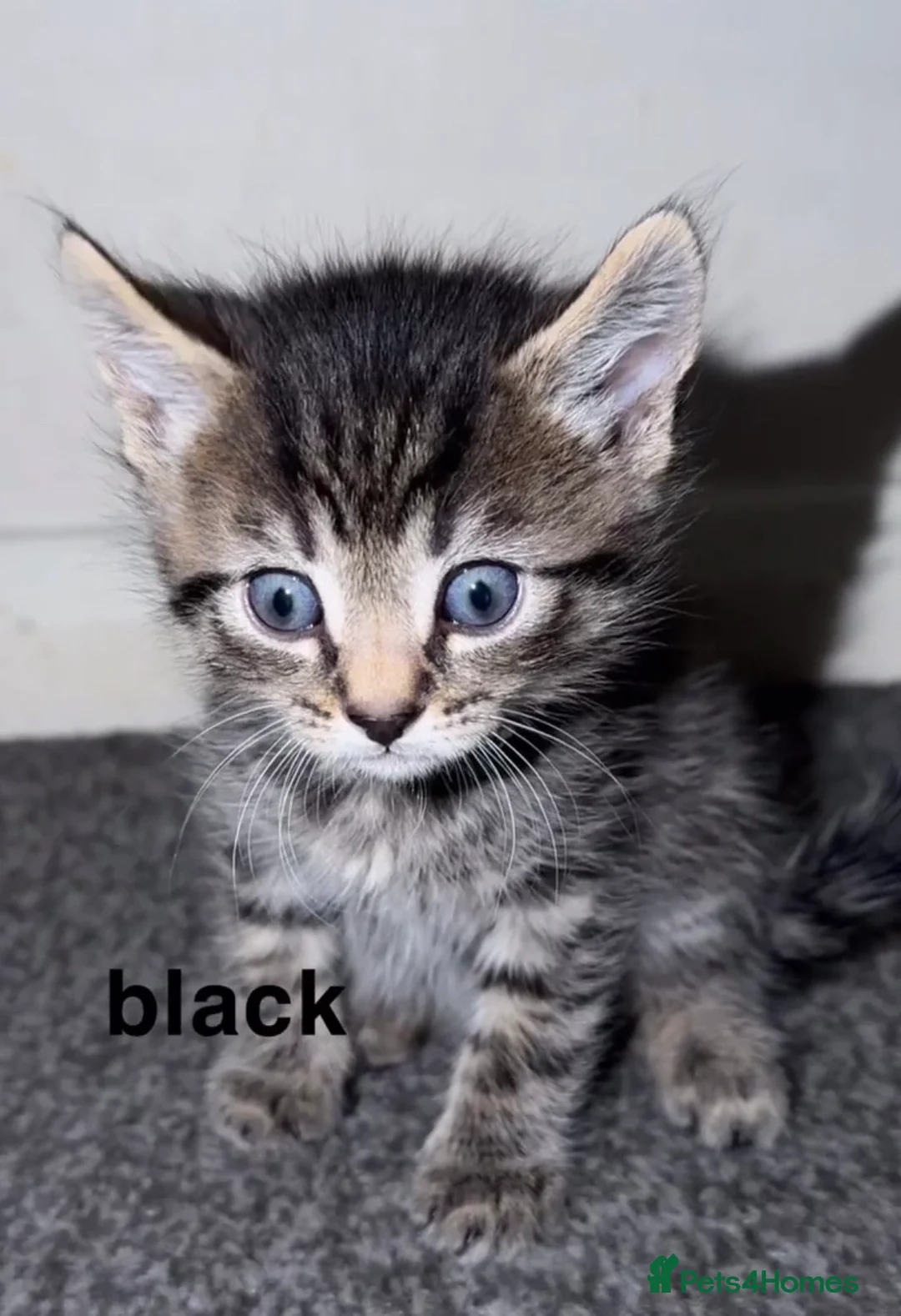 Mixed Breed cats for sale: 8 kittens for rehoming💗💙🐾 - Advert 2