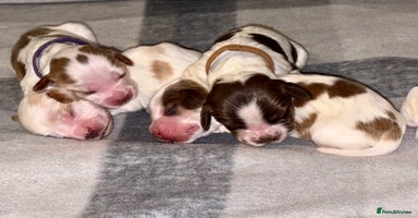 Cocker Spaniel dogs - Advert 4