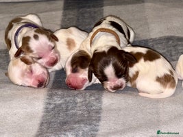 Cocker Spaniel dogs - Advert 14