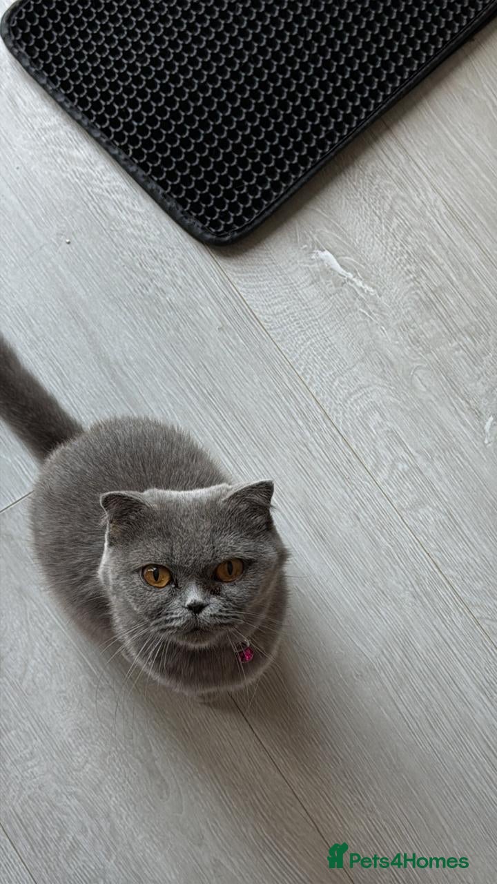 Scottish Fold cats Beautiful Scottish Triple Fold Female Kitten - Advert 1