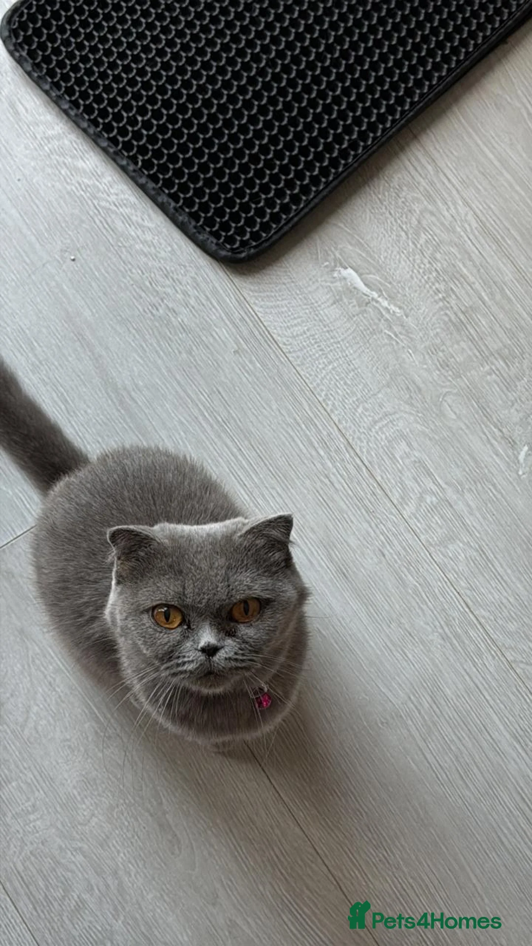 Scottish Fold cats for sale: Beautiful Scottish Triple Fold Female Kitten - Advert 1