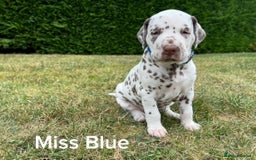 Dalmatian dogs for sale: KC Registered Dalmatian Puppies (Scotland) - Image 10