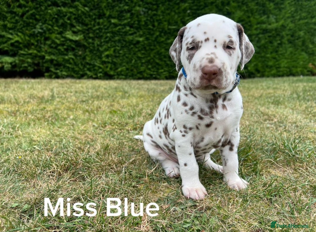 Dalmatian dogs for sale: KC Registered Dalmatian Puppies (Scotland) - Image 10