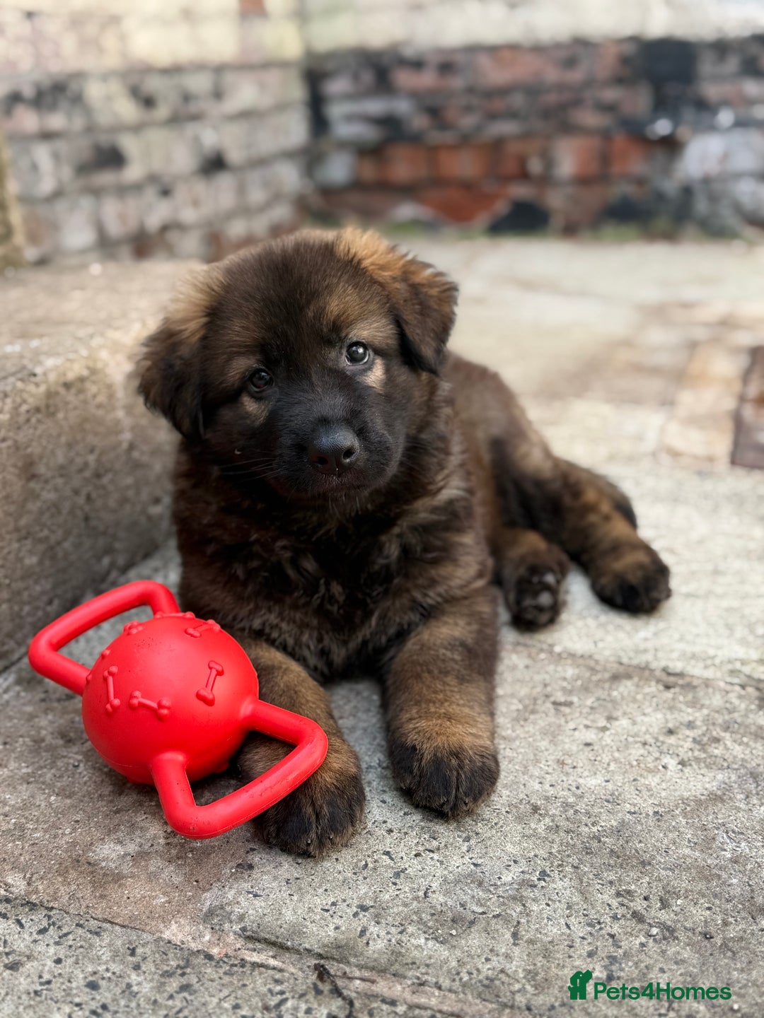German Shepherd dogs for sale: 15 week old female German Sheppard  - Image 5