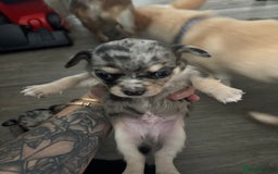Chihuahua dogs for sale: 3 beautiful chihuahuas  - Image 1