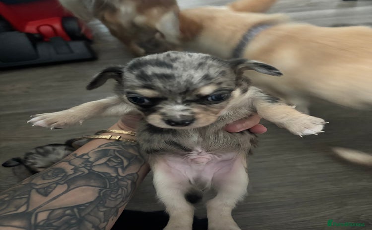 Chihuahua dogs - Advert 1