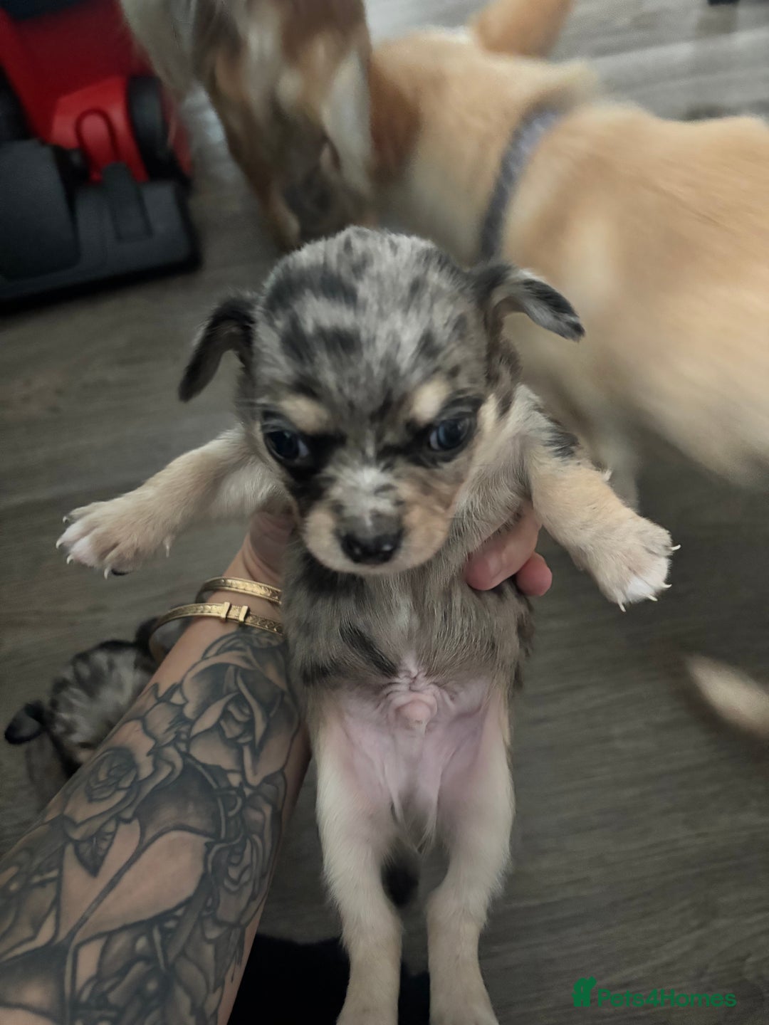 Chihuahua dogs for sale: 3 beautiful chihuahuas  - Image 1