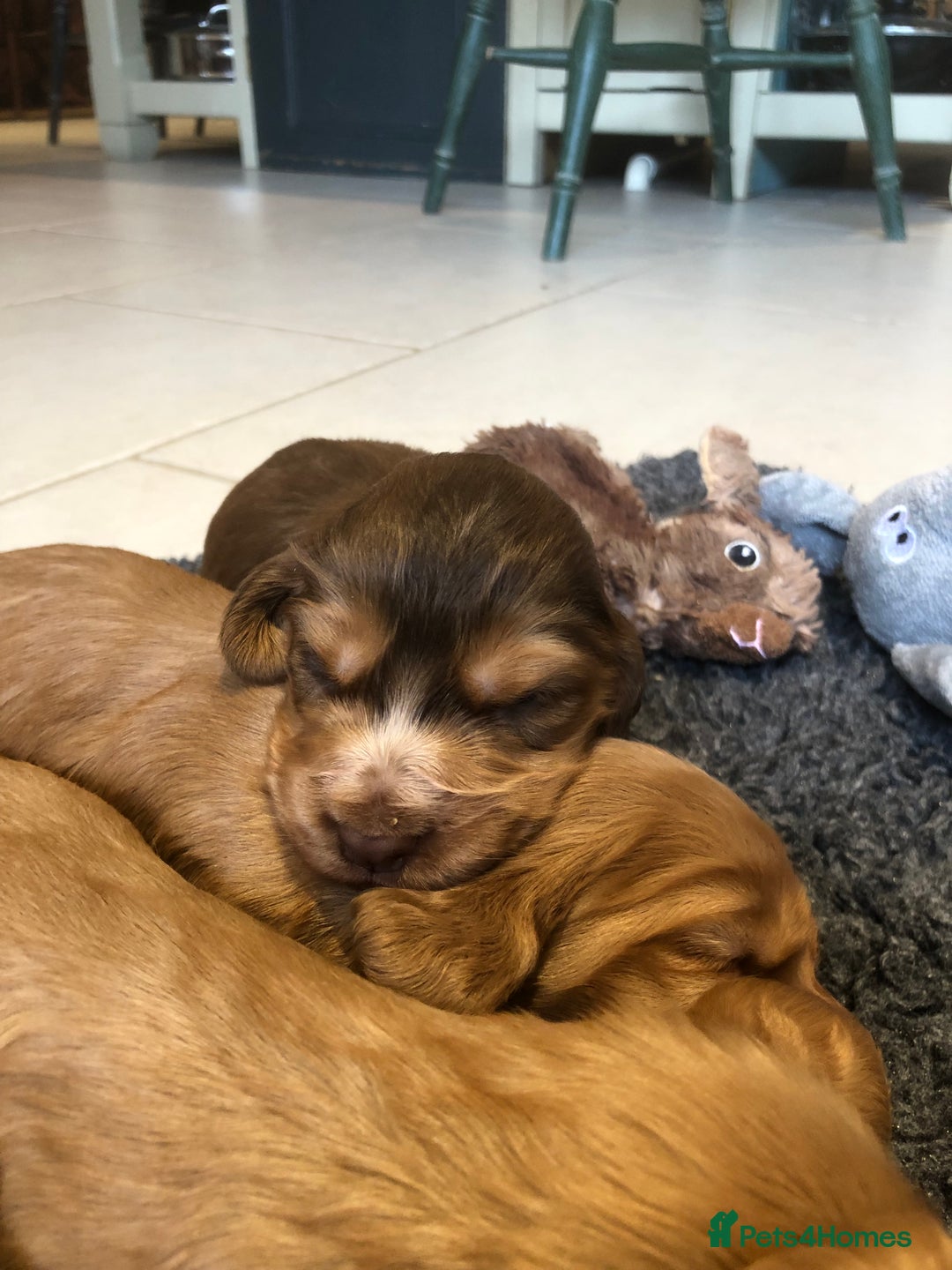 Cocker Spaniel dogs for sale: GORGEOUS COCKER SPANIEL PUPPIES - Advert 17