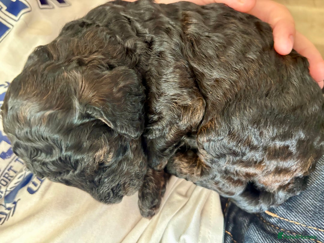 Cockapoo dogs for sale: ✨ Gorgeous Cockapoo Puppies ✨ - Image 4