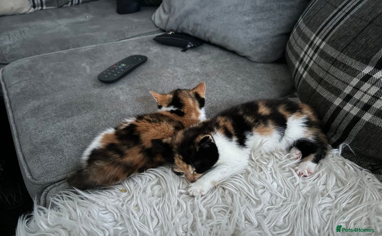 Mixed Breed cats - Advert 1