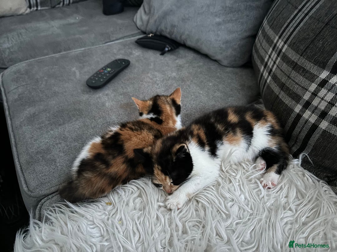 Mixed Breed cats for sale: 2 female cats 1 year  - Image 1