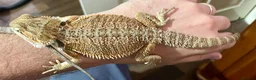 Bearded Dragon reptiles for sale: Juvenile Bearded dragons  - Advert 21