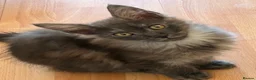 Maine Coon cats for sale: Silver Tabby & Blue Smoke Maine Coon Girls  - Advert 5