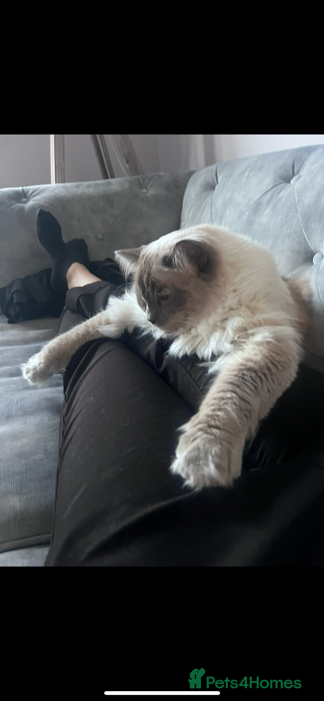 Ragdoll cats for sale: Ragdoll for rehome  - Advert 10