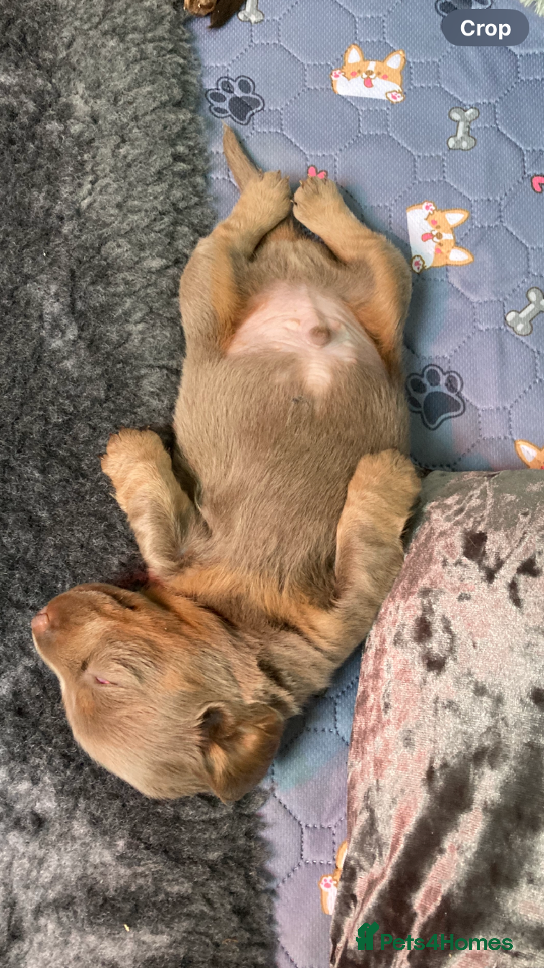 Dachshund dogs for sale: 2 miniature Dashhounds available  - Advert 7