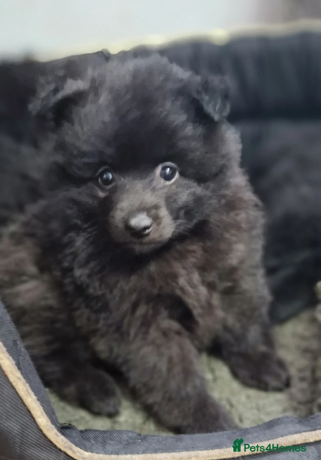 German Spitz dogs for sale: German spitz Mittel - Advert 22