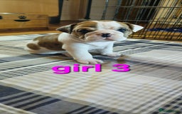 Mixed Breed dogs for sale: Beautiful Litter of 4 Puppies 🐶  - Image 5