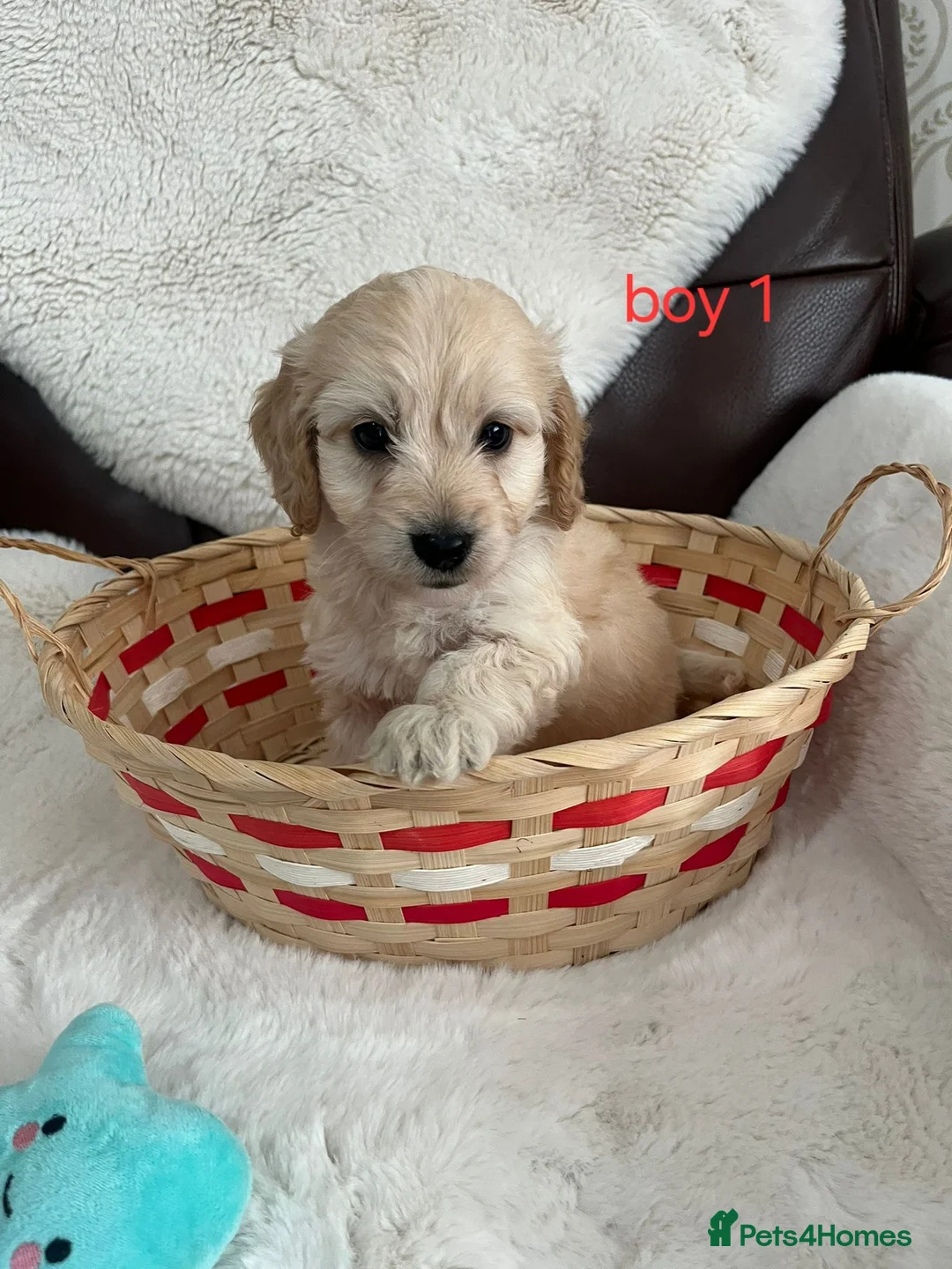 Cockapoo dogs for sale: cockapoos - Advert 2