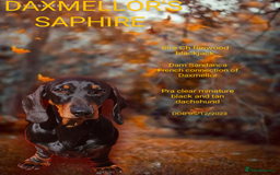 Miniature Dachshund dogs for sale: Exceptional pedigree miniature Dachshunds  - Image 13