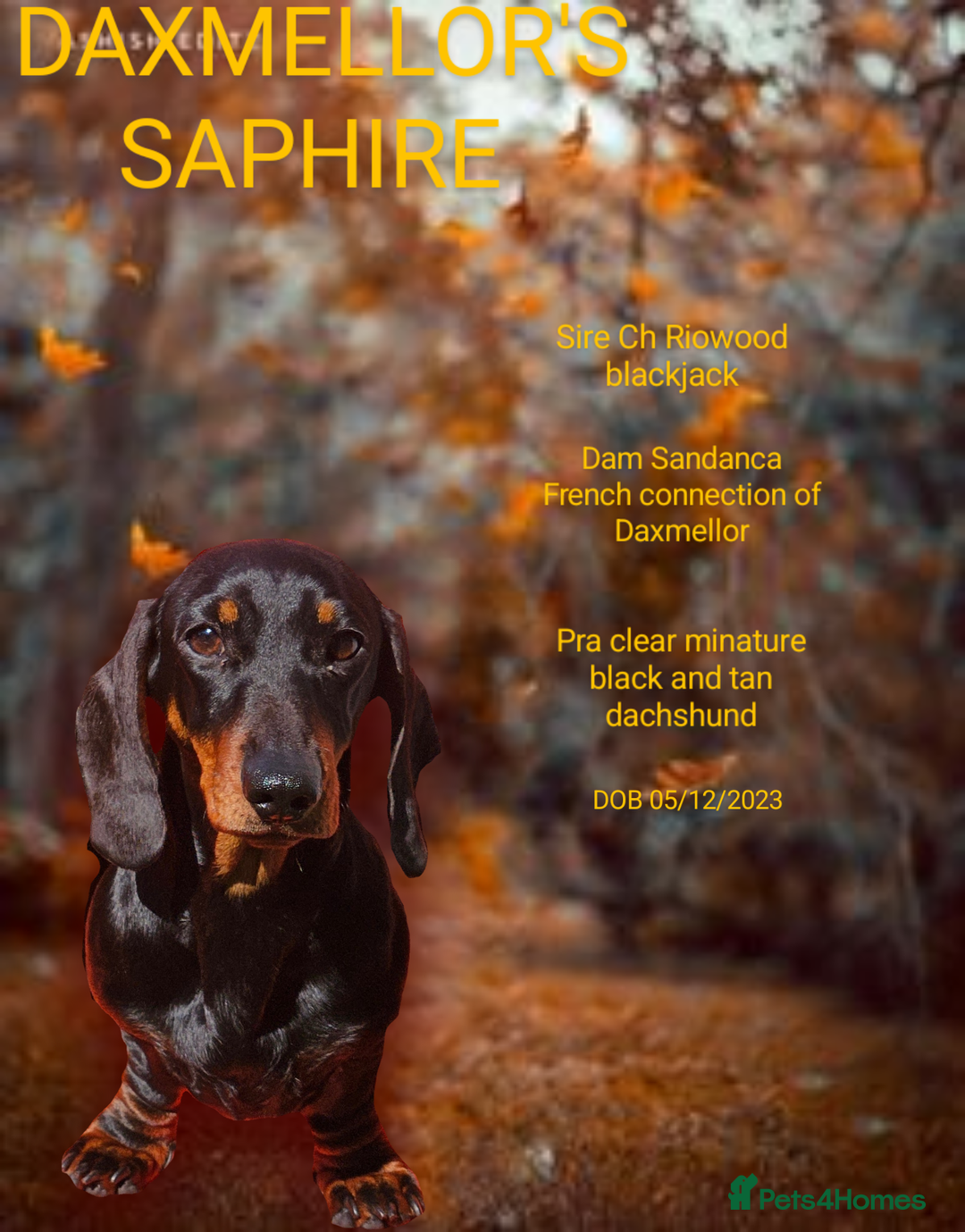 Miniature Dachshund dogs for sale: Exceptional pedigree miniature Dachshunds  - Image 13