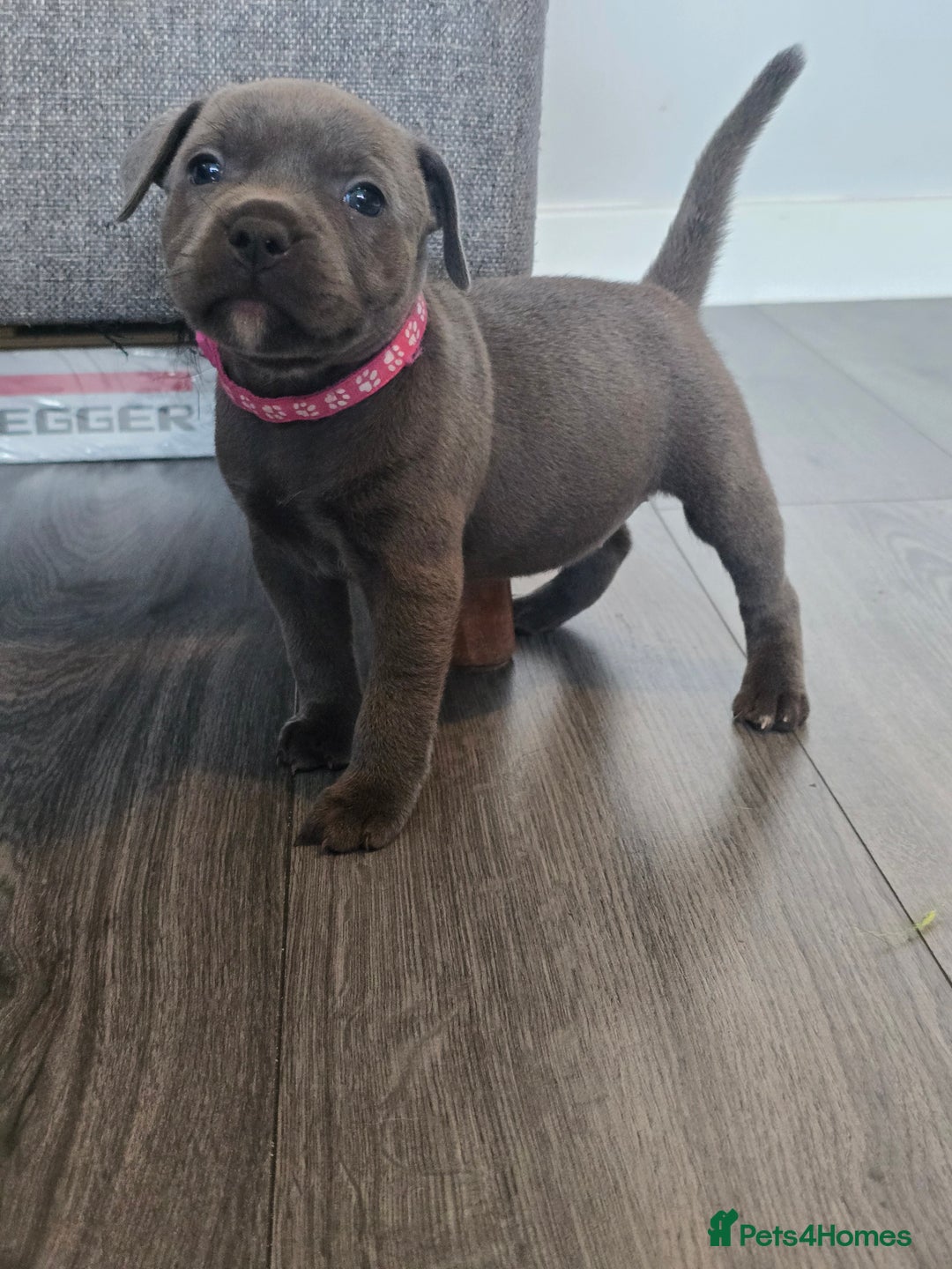 Staffordshire Bull Terrier dogs for sale: Kc Blue staffordshire bull terrier puppies - Image 9