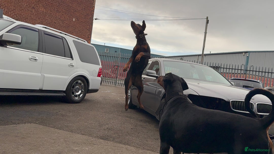 Dobermann dogs for sale: 2 Doberman females  - Image 5