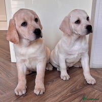 Labrador Retriever dogs Traditional english show type labrador puppies - Advert 14