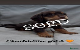 Cocker Spaniel dogs for sale: Cocker spaniel puppies for sale - Image 25