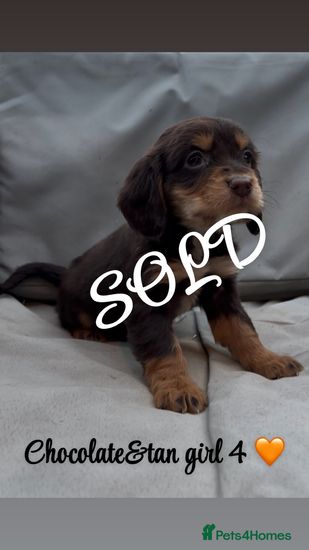 Cocker Spaniel dogs for sale: Cocker spaniel puppies for sale - Image 25