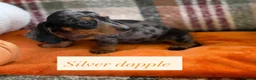 Dachshund dogs for sale: 5 beautiful dachshund girls  - Advert 22