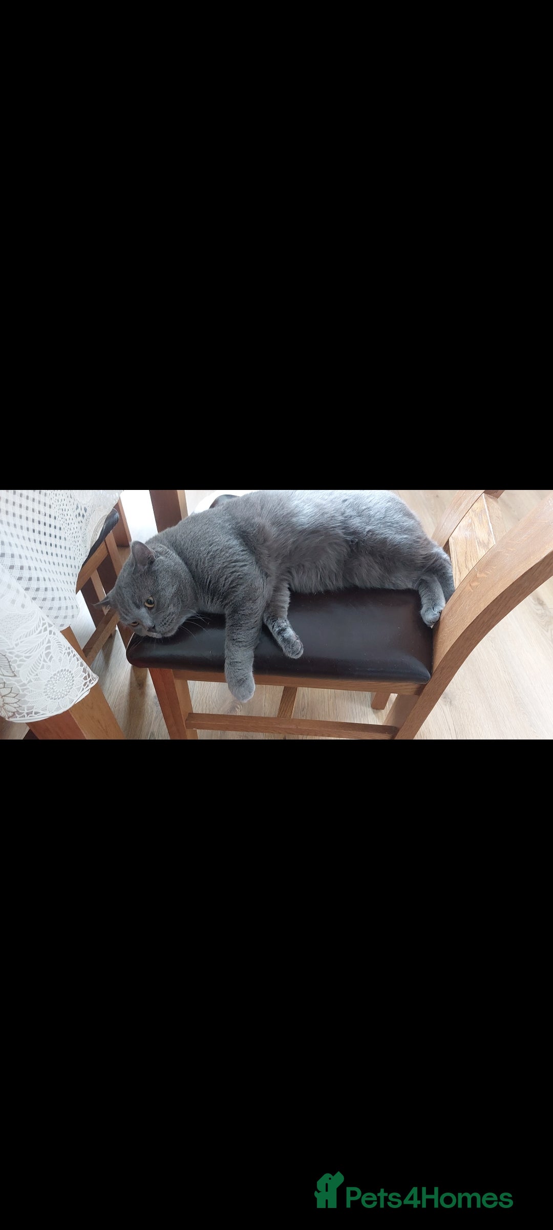Brazilian Shorthair cats for sale: British short hair kittens  - Image 8