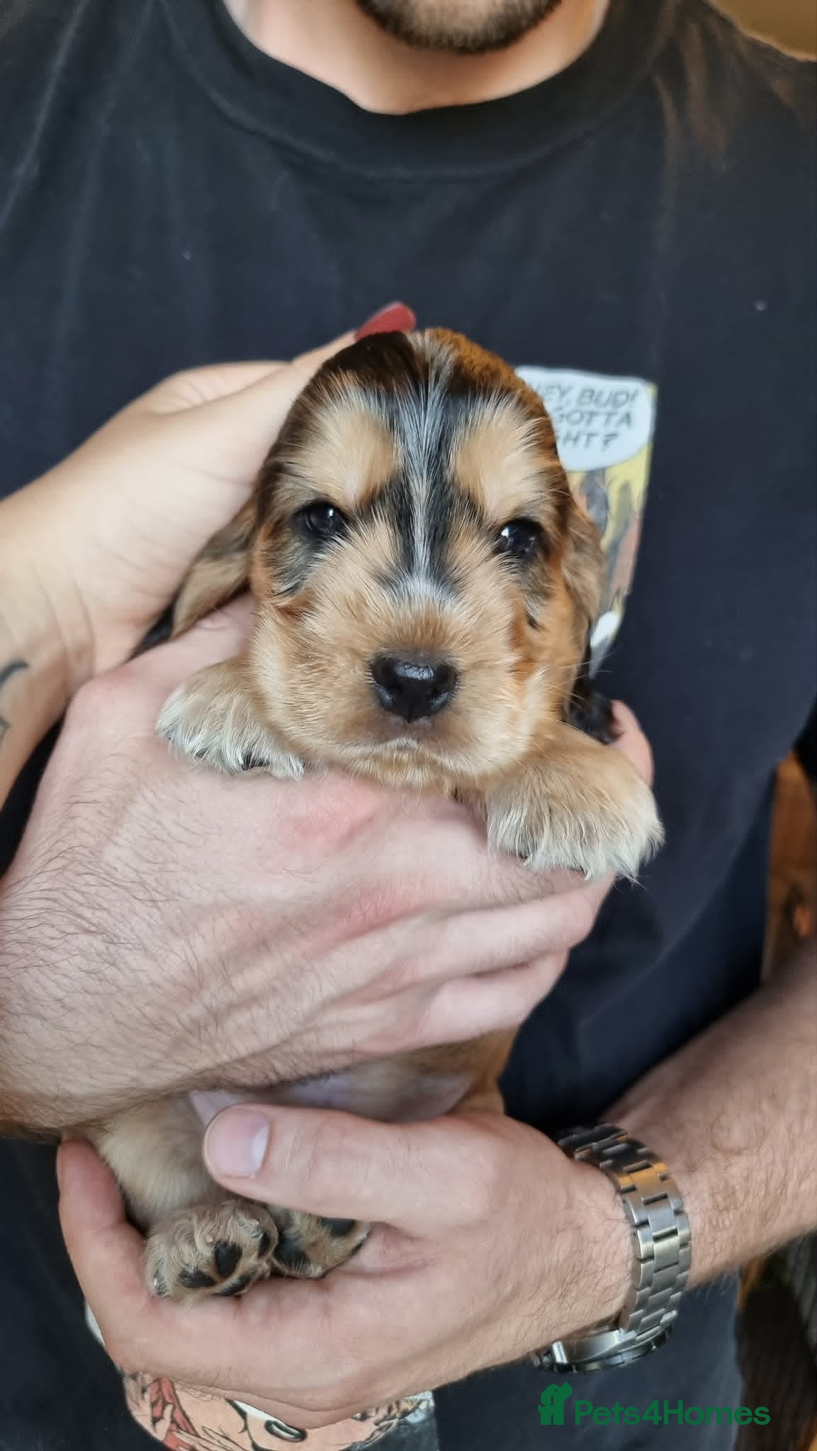 Cocker Spaniel dogs Show Cocker Spaniel Puppies- Champion Lineage🏆🐾 - Advert 2