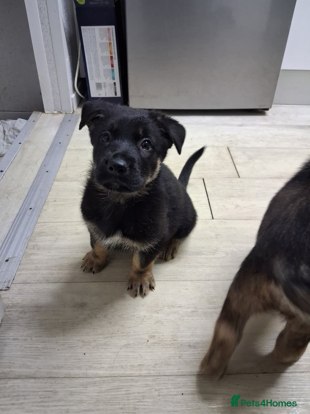 German Shepherd dogs for sale: APPROVED GSD PUPPIES,BLACK AND TAN,SABLE,SEE ALL P - Advert 8