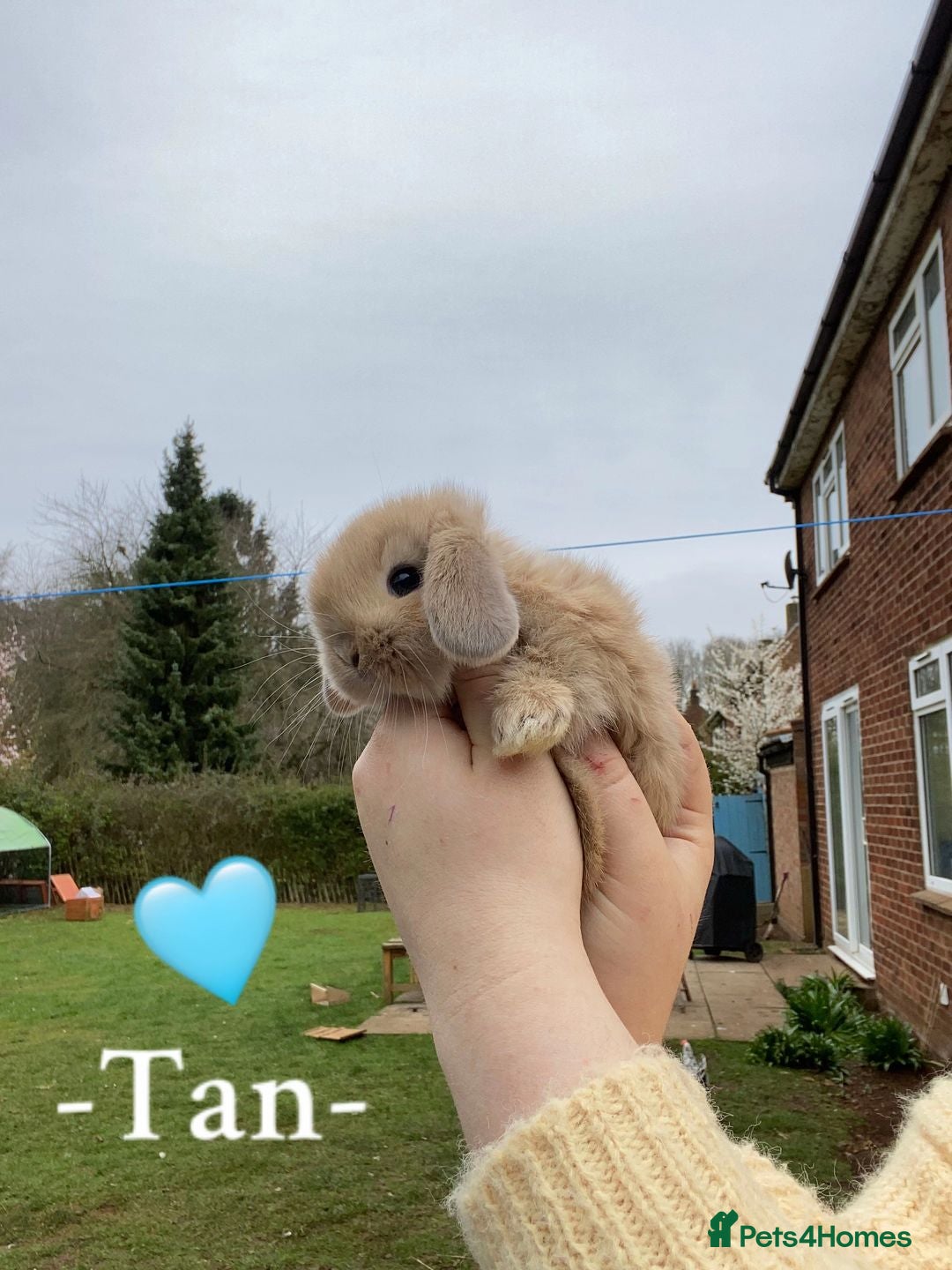 Mini Lop rabbits + Eight gorgeous mini lops for sale +  - Advert 21