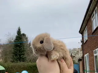 Mini Lop rabbits + Eight gorgeous mini lops for sale + - Advert 21