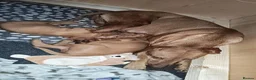 Hungarian Vizsla dogs for sale: 1 male KC registered Hungarian vizsla puppy  - Advert 8