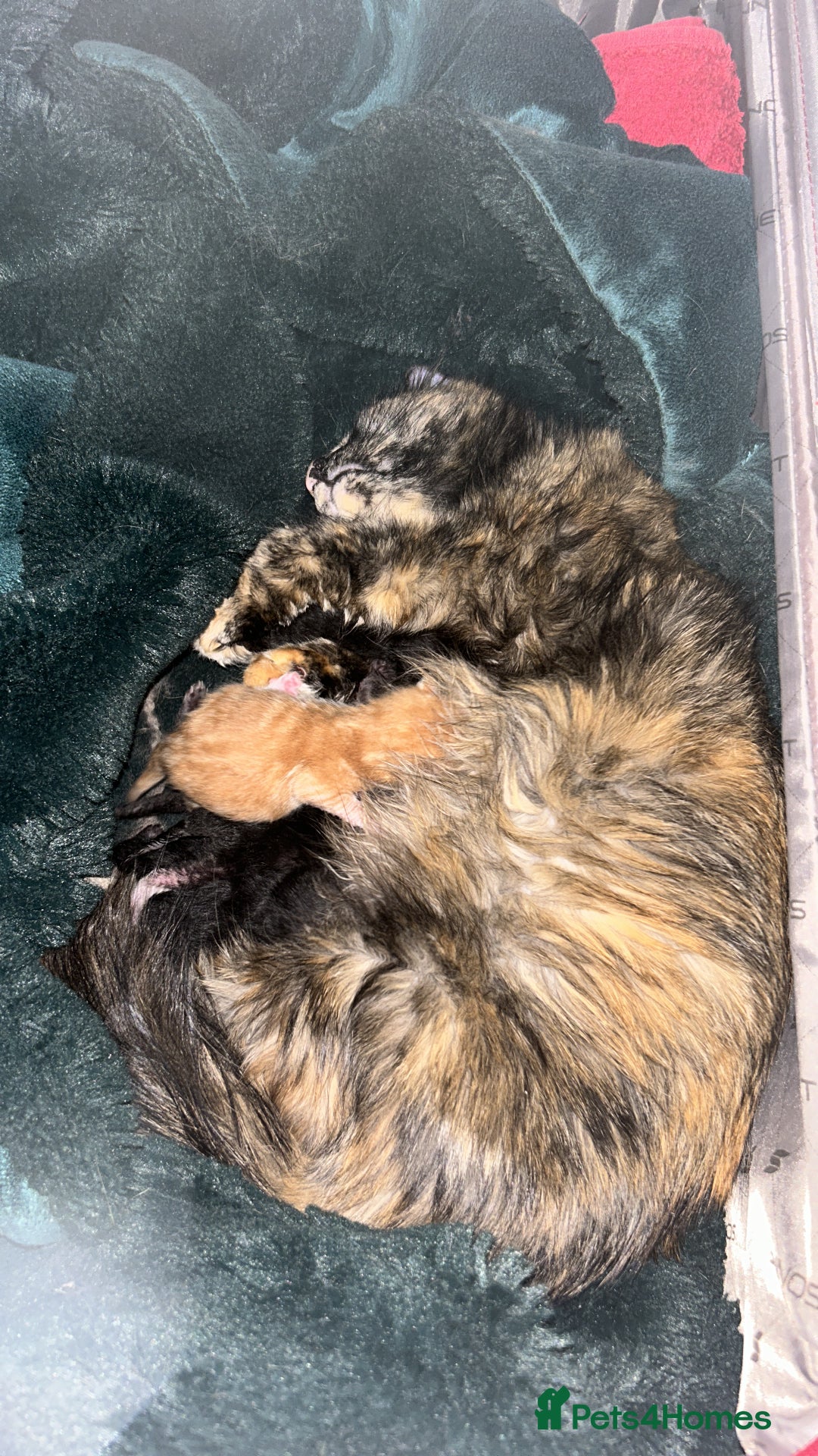 Mixed Breed cats for sale: ASAP 2 beautiful girls  - Image 4