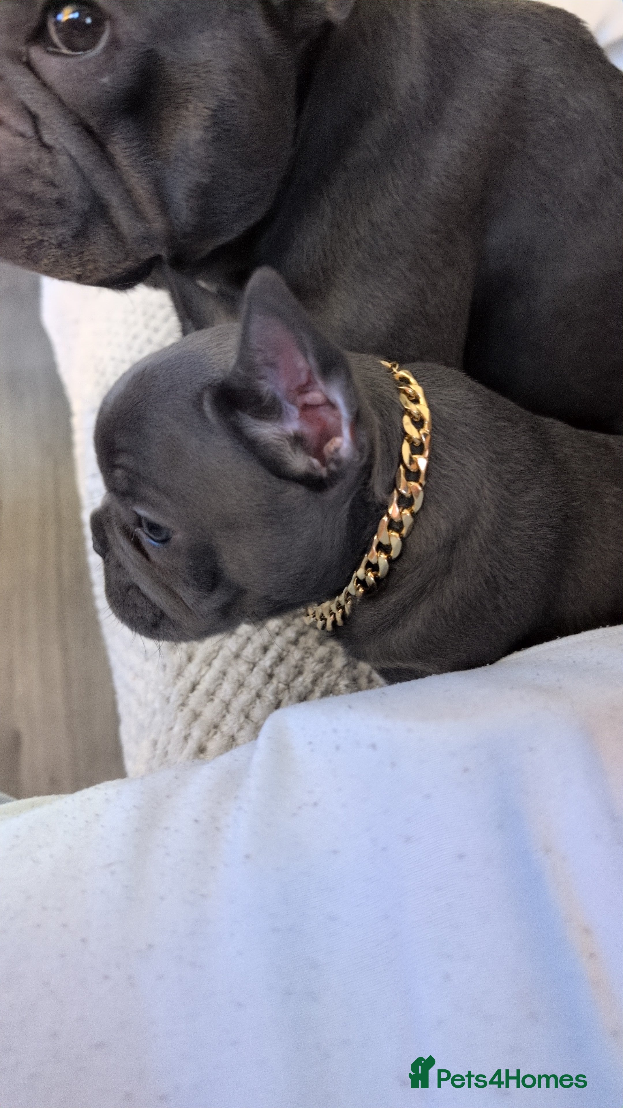 French Bulldog dogs Ready to leave!! french bulldog pups accept offers - Advert 10