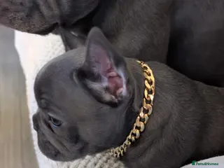 French Bulldog dogs Ready to leave!! french bulldog pups accept offers - Advert 10