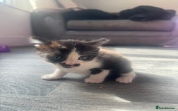 Mixed Breed cats for sale: X 2 black and white female kittens - Image 4