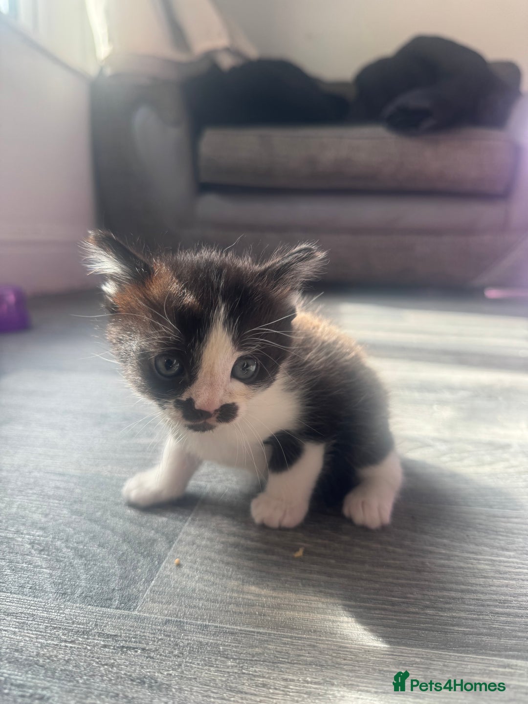 Mixed Breed cats for sale: X 2 black and white female kittens - Image 4