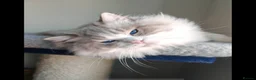 Ragdoll cats for stud: BEST RAGDOLL IN UK BLUE LYNX BI COLOR - Advert 4