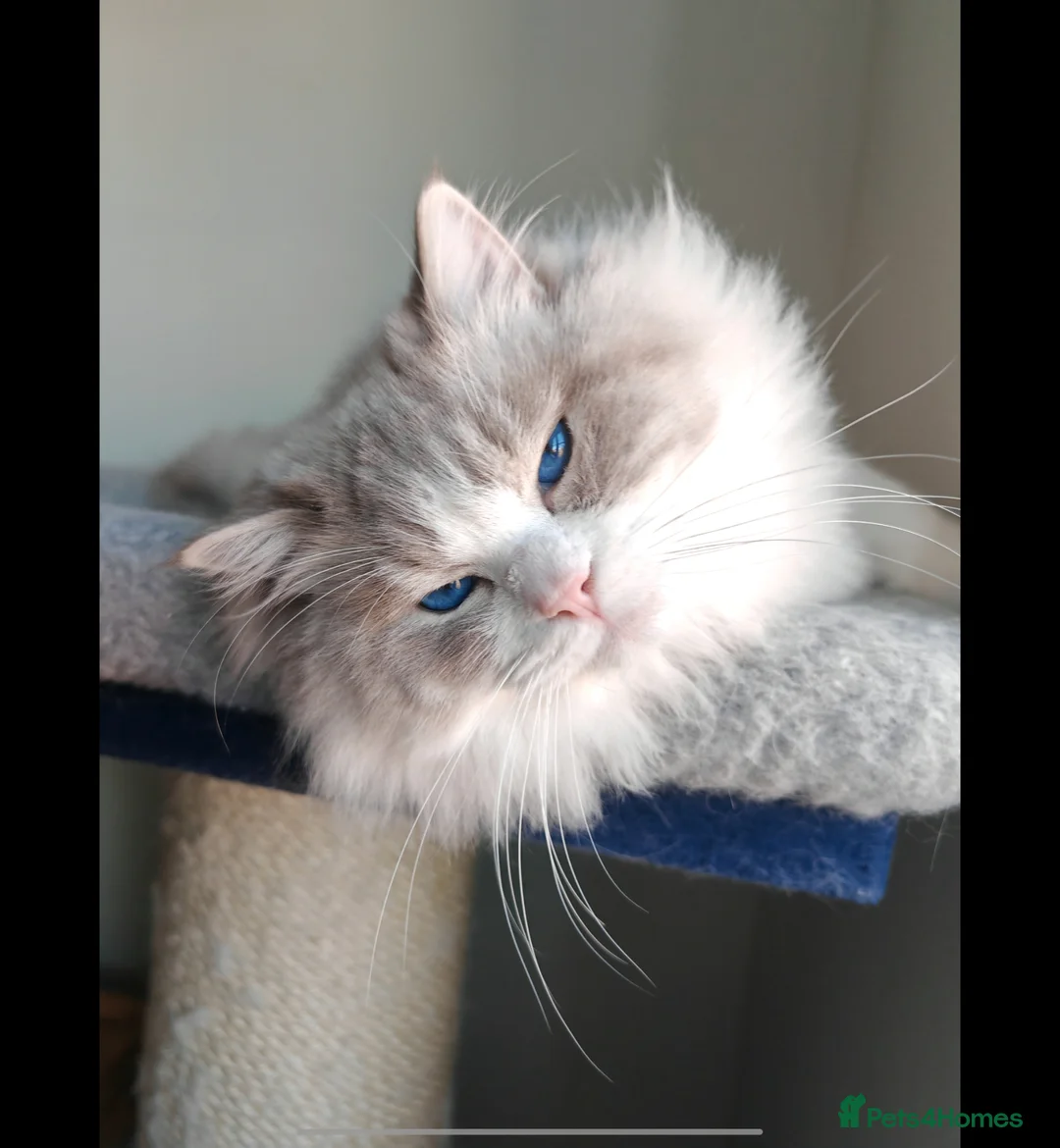 Ragdoll cats for stud: BEST RAGDOLL IN UK BLUE LYNX BI COLOR - Advert 4